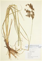 藏品(蒯草)的圖片